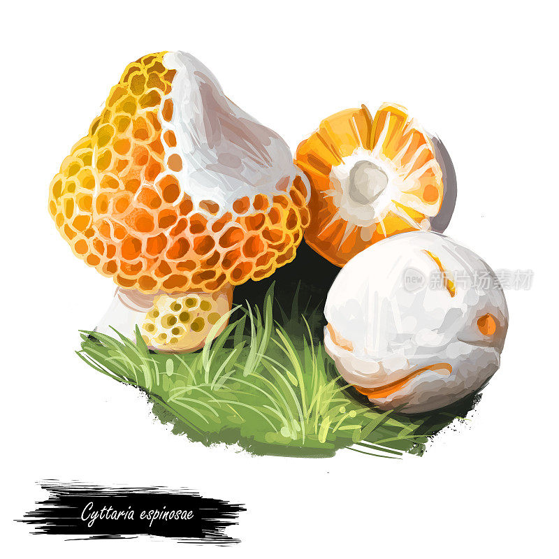 Cyttaria espinosae Digguene Lihuene或Quidene，橙白色可食用子囊菌真菌，原产于智利。白色上分离出的食用菌。数码艺术插画，天然粮食秋收。